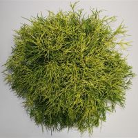 PM000295625