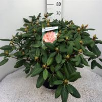 PM000301352