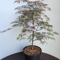 PM000303460