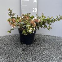 PM000303882