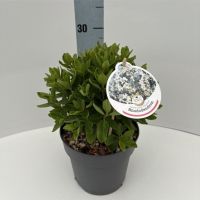 PM000304027