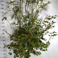 PM000305844