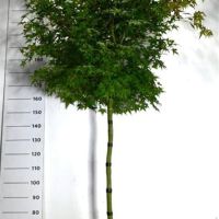 PM000305845