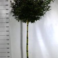 PM000305855