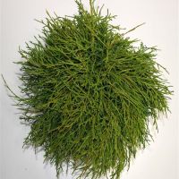 PM000305863