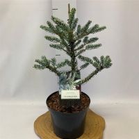 PM000306896