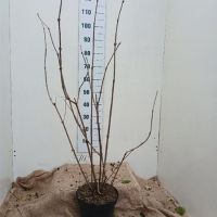 PM000309212