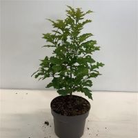 PM000309333