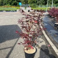 PM000309675