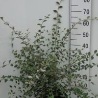 PM000309947