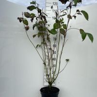 PM000312487