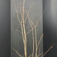 PM000313557