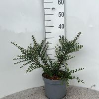 PM000323065