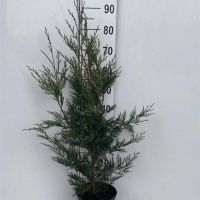 PM000326936