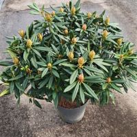 PM000328135