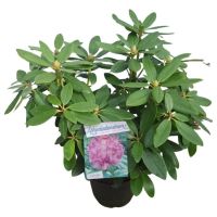 PM000328142