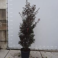 PM000332438