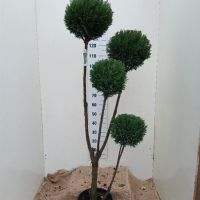 PM000332617