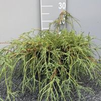 PM000332766