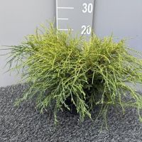 PM000332767