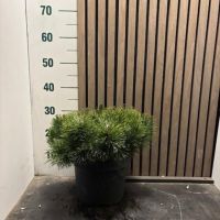 PM000333706