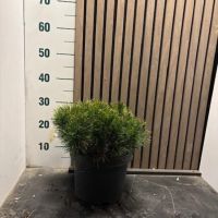 PM000333733