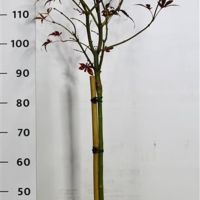 PM000335420