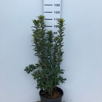 PM000336567