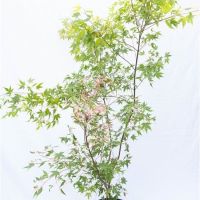 PM000348770