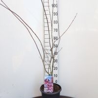 PM000348771