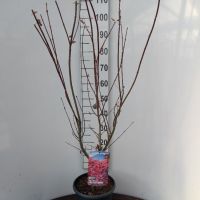 PM000348775