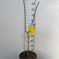 PM000348780
