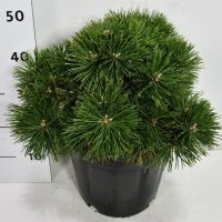 PM000350260