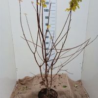 PM000352257