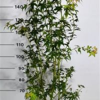 PM000353154