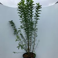 PM000355221