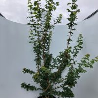 PM000355265