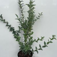 PM000357434