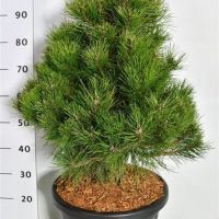 PM000360495