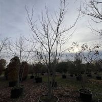 PM000360561