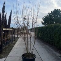 PM000362716