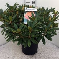 PM000376093