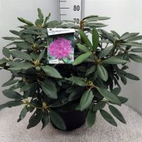 PM000376101