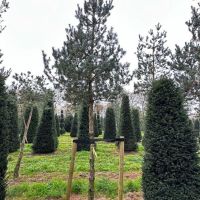 PM000376529