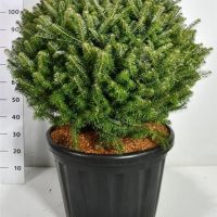 PM000384797