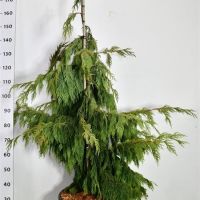 PM000384798