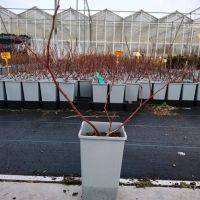 PM000384933