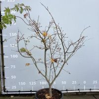 PM000385143
