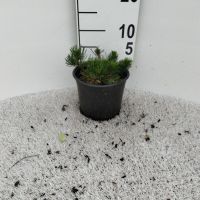 PM000385620