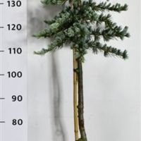 PM000391568